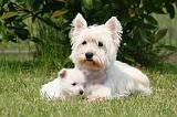 WESTIE 522